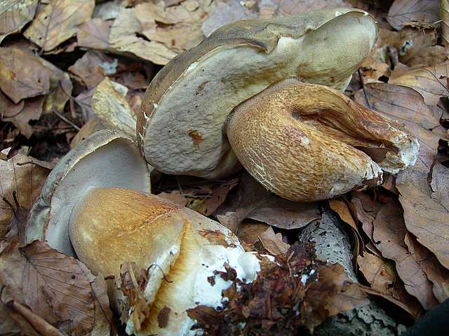 2005 :  Un anno di funghi